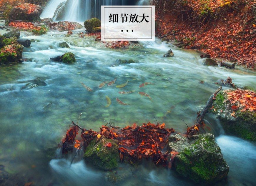 破碎的动物图形